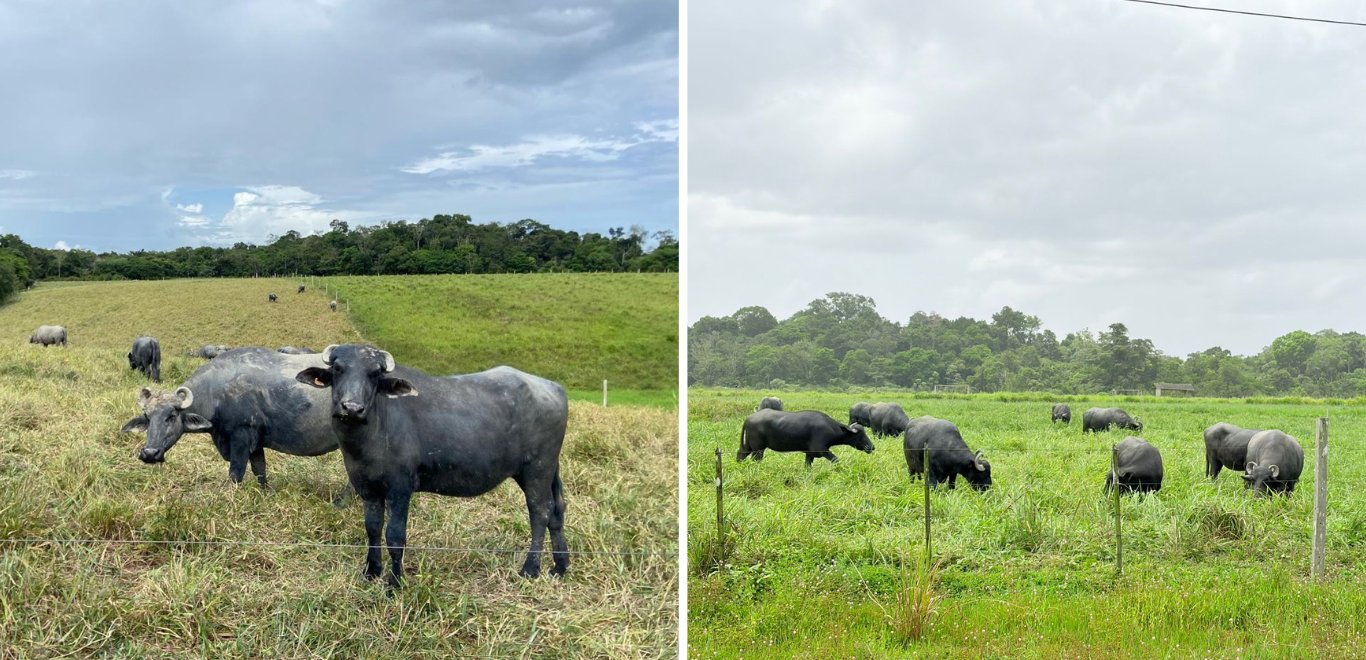 Fazenda Experimental da Ufam participa da 48ª Expoagro com exposição de búfalas e divulgação institucional