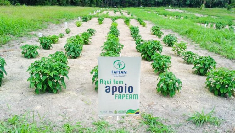 Pesquisa realizada na Fazenda Experimental da UFAM apoiada pela FAPEAM aponta alternativas para reduzir perdas causadas por fungos e aumentar a produtividade da pimenta-de-cheiro.
